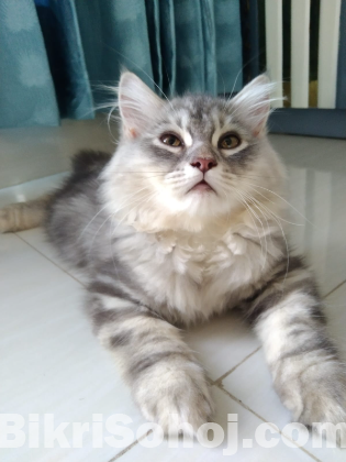 Traditional Persian Kitten (doll face) Male & Female